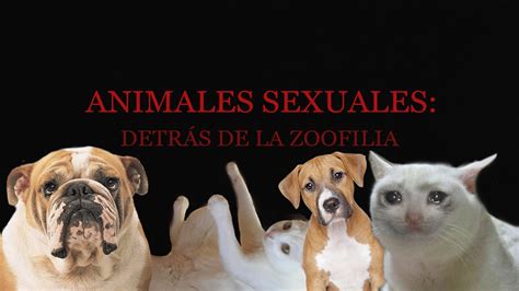 mujer zoofilia|Mira vídeos porno auténticos de zoofilia con animales gratis